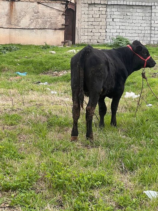 Zoti Angus 8.9 oyli atrofida sog'lom yeb ichishi yaxshii