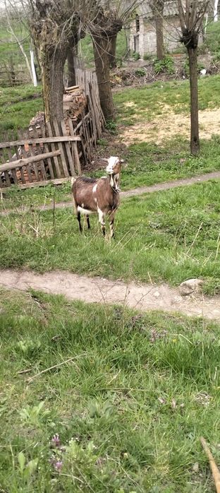 Capre de vânzare cu ieiz