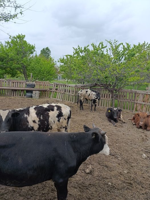 Продам хороших бычков