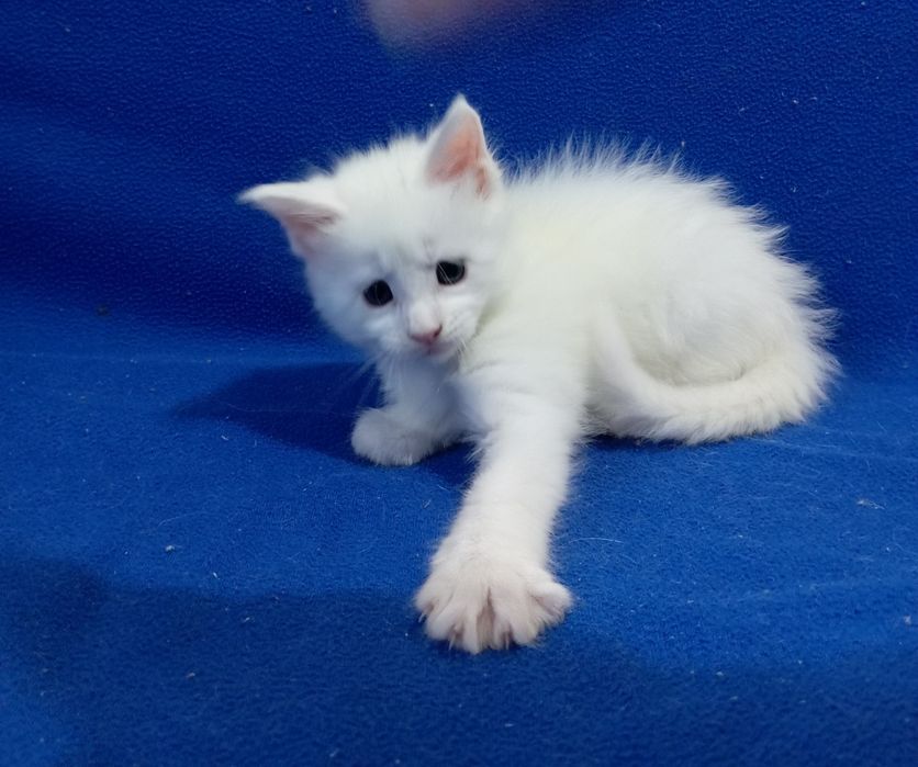 Котята породы Мейн Кун