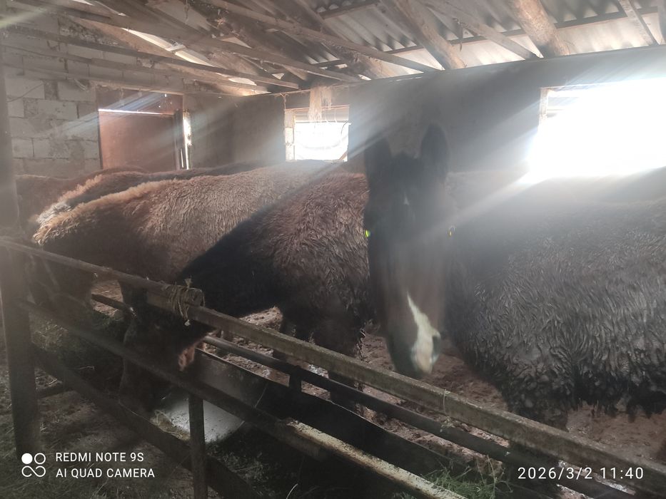 8 бас тай 430/580мын арасында