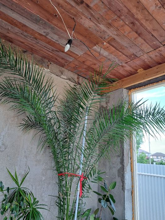 Срочно! Бенджамины и разные комнатные