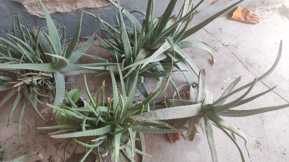 Продам отростки алоэ лечебного