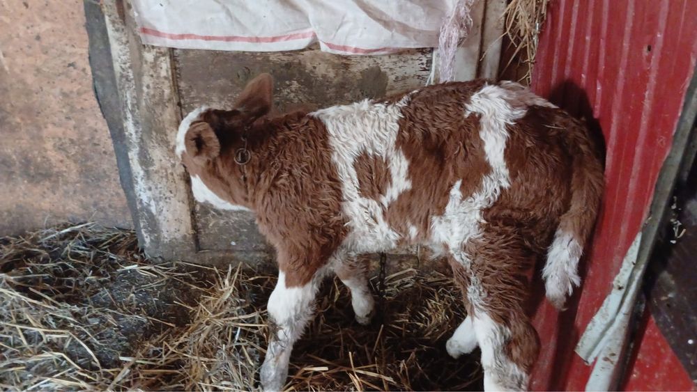 Vand vitea Baltata Romaneasca