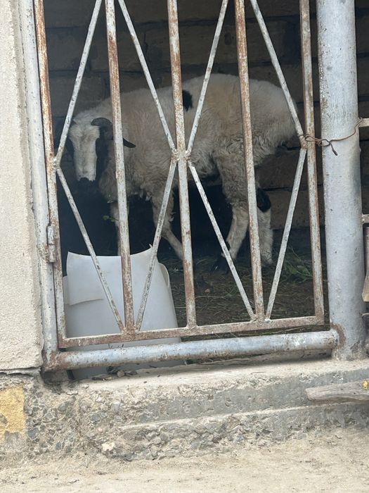 Кошкар сатылады семіз