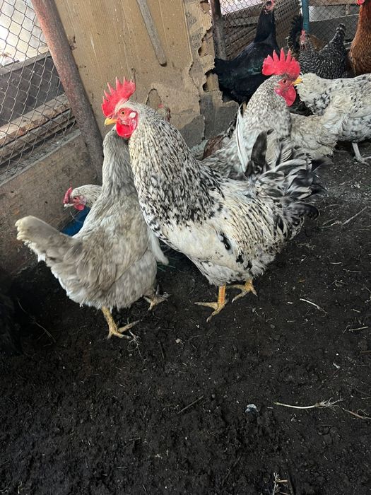 Продам домашних петухов