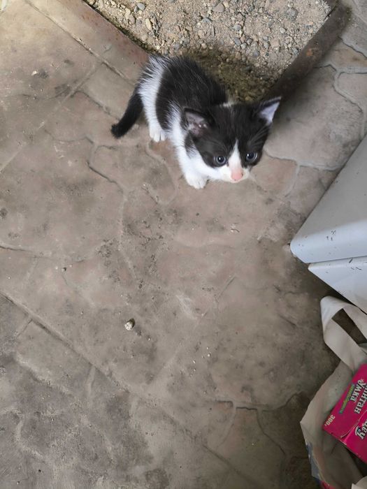 Котята маленькие