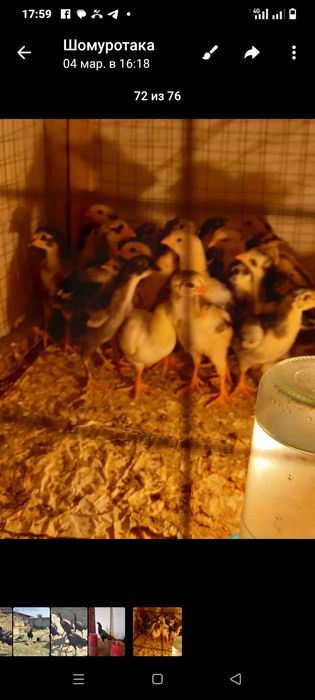 Дакан урде Жужа.