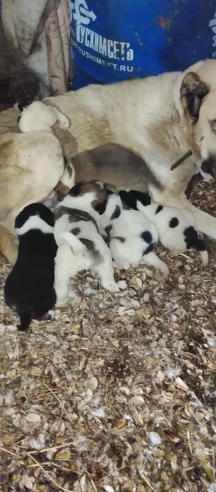 Ұрғашы алабайлар сатылады