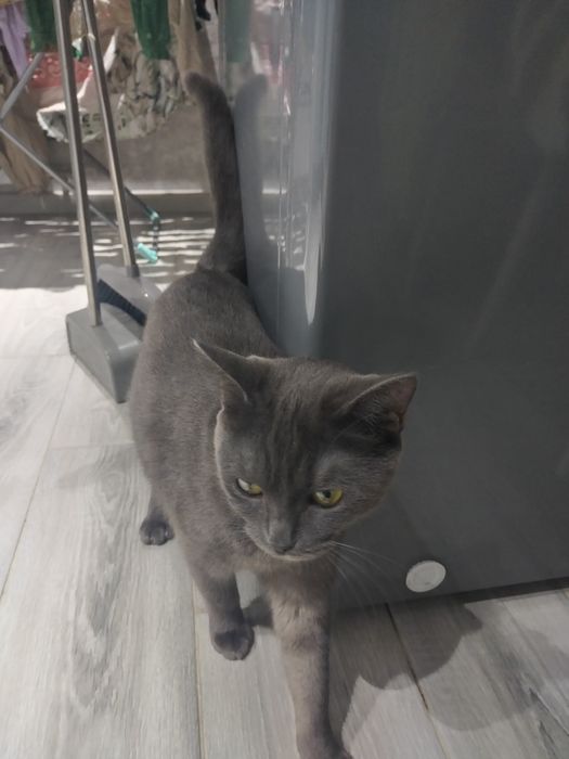 Кошечку отдам бесплатно