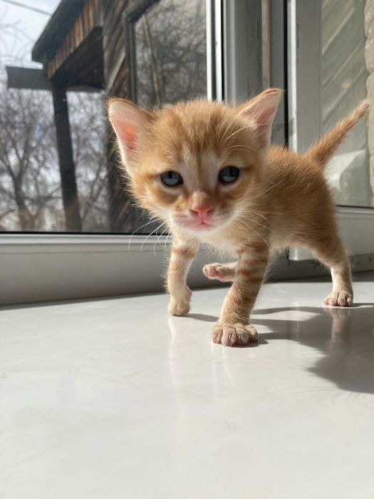 Котята. В добрые руки.