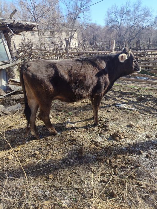 Продам коров молодые