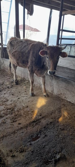 Продам стельную молочную первотелку.