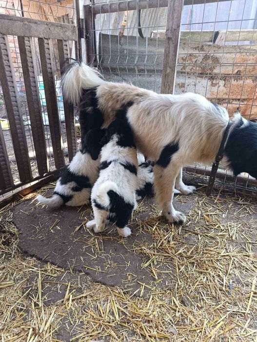 Български овчарски кутрета с родословие