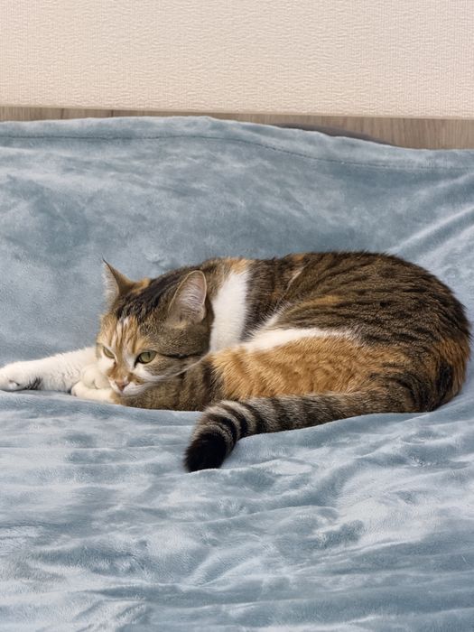 отдам кошку в добрые руки