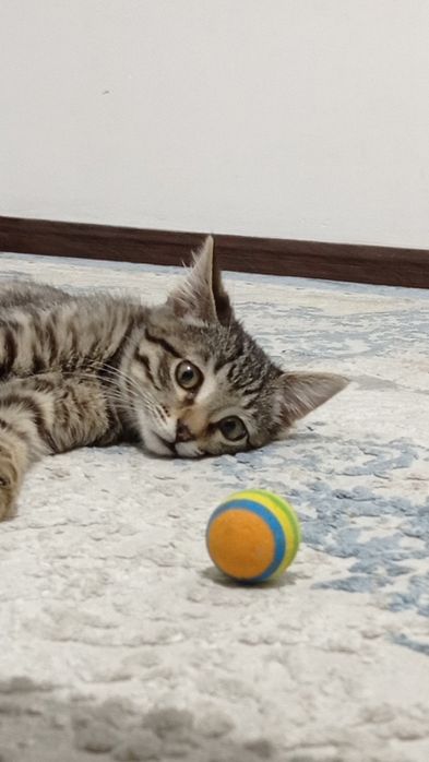 Котёнок милый ^•_•^