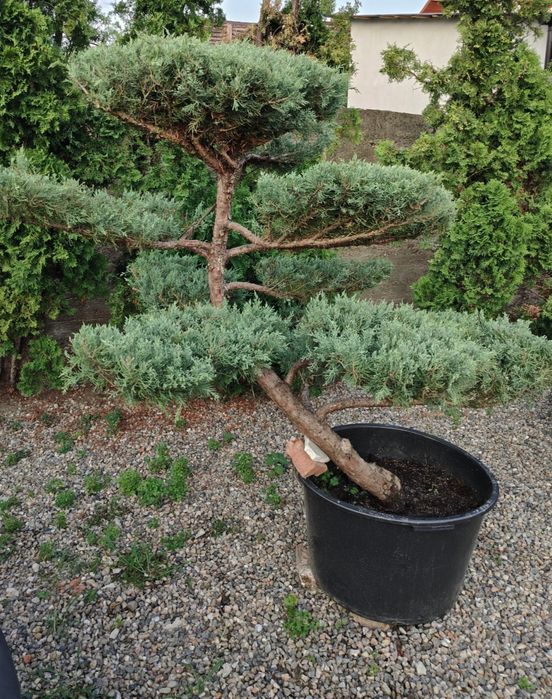 Bonsai de gradina Ienupăr gri-albastrui (Iuniperus Pfitzeriana glauca)