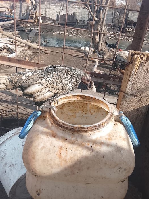 Куры карликовые сибрит