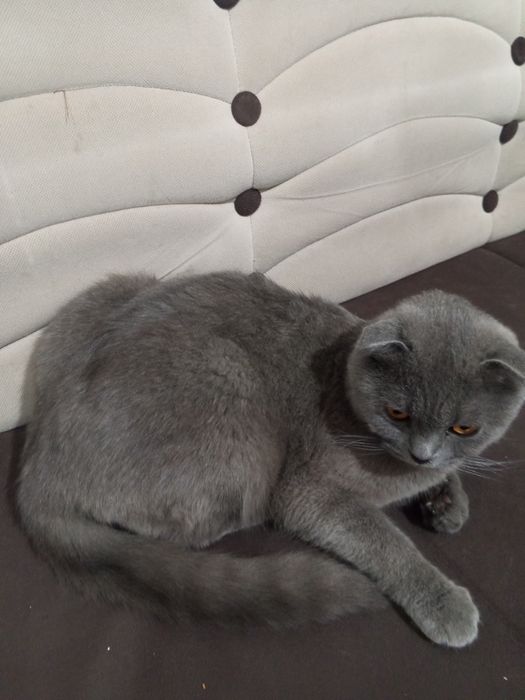 Skottish Fold mushuk