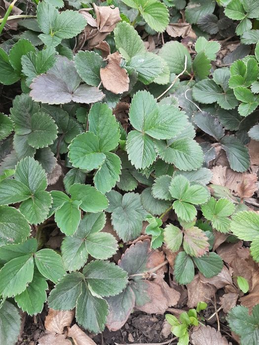 Продам рассаду клубники ремонтантной.