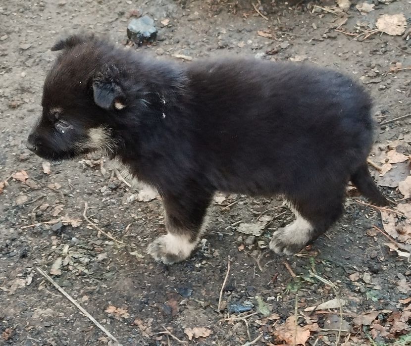 Продам щенка мальчикПохож на овчарку.