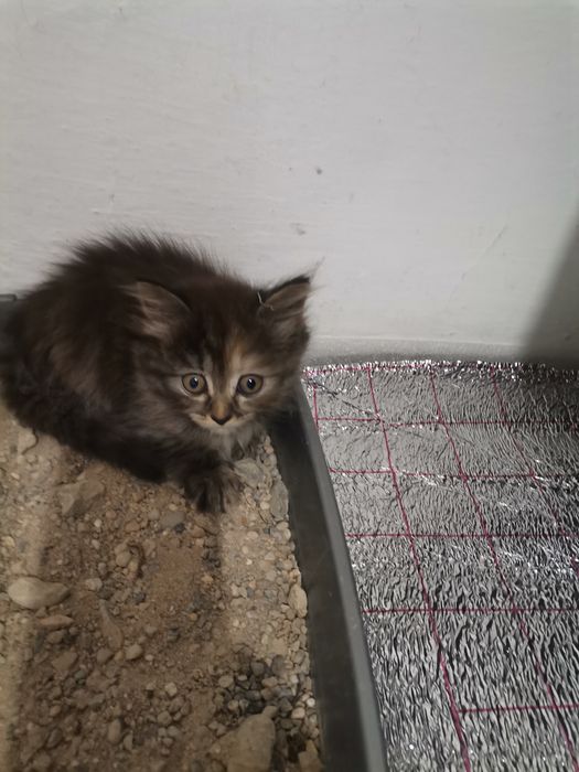 отдам котенков в хорошие руки
