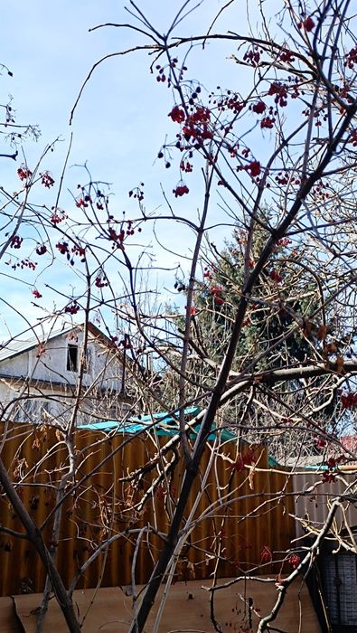 Калина саженец молодая