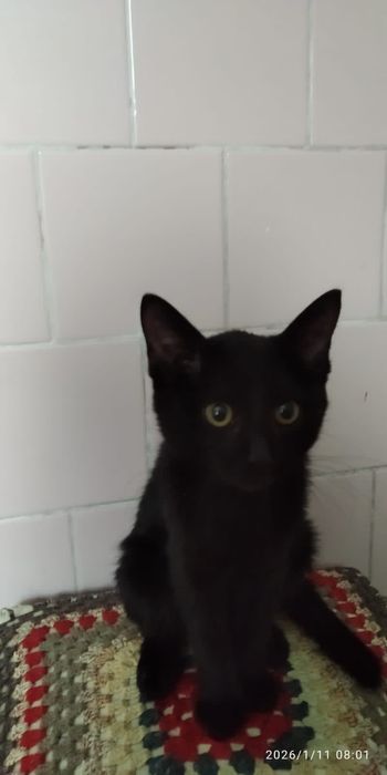 Кошечка в хорошие руки