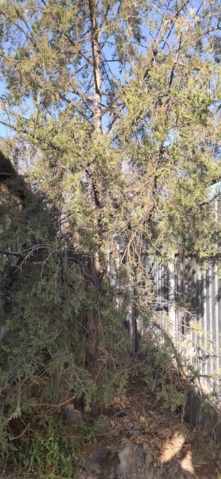 Продам можевельник на вырубку