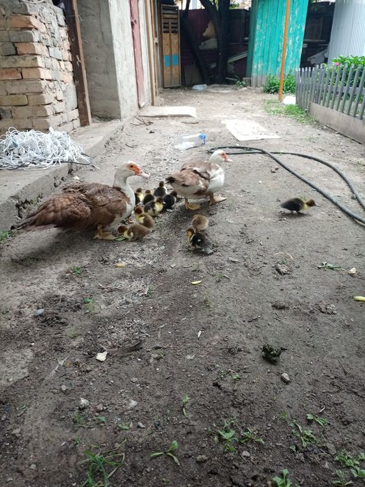 Продам индоуток, годовалые