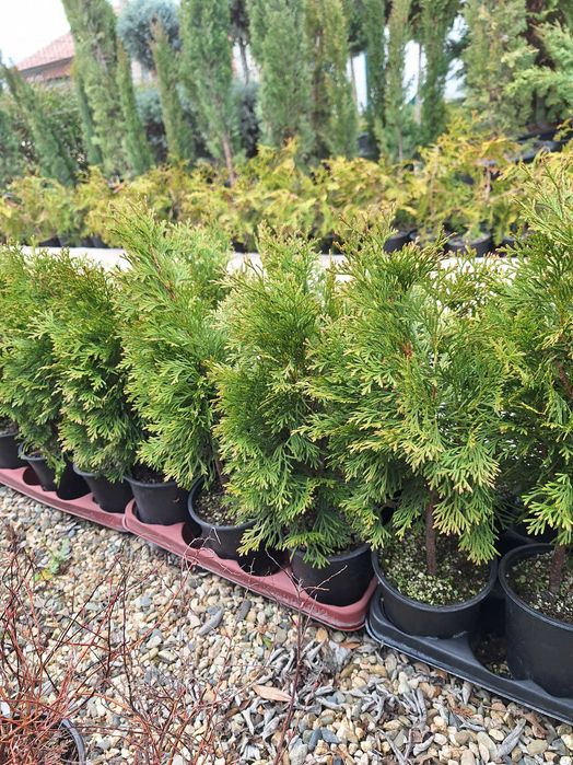 Западна Туя Смарагд