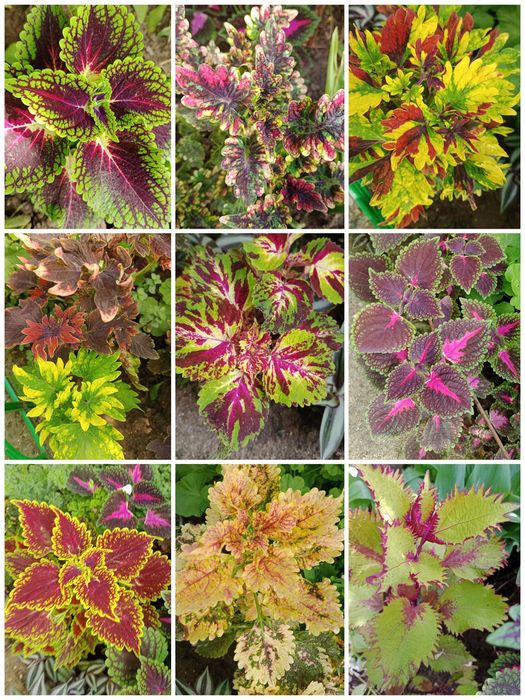 Продам цветы  укоренённые