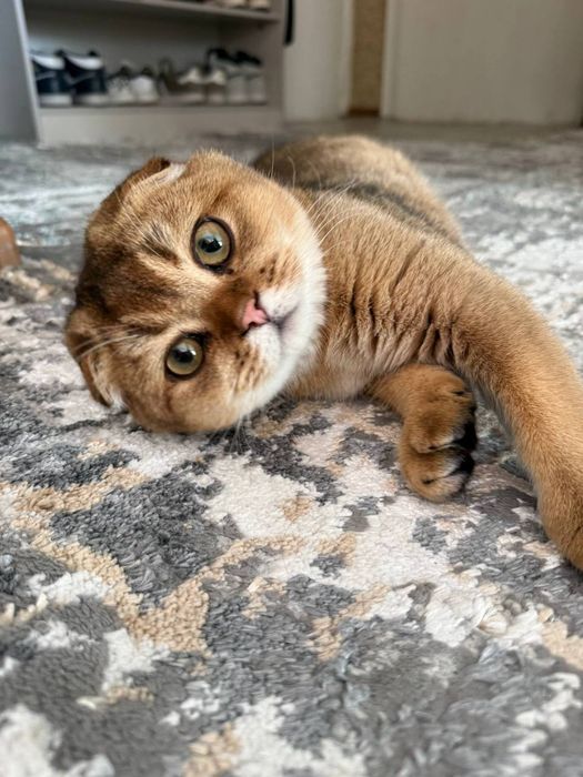 Кошка(mushuk)вязка