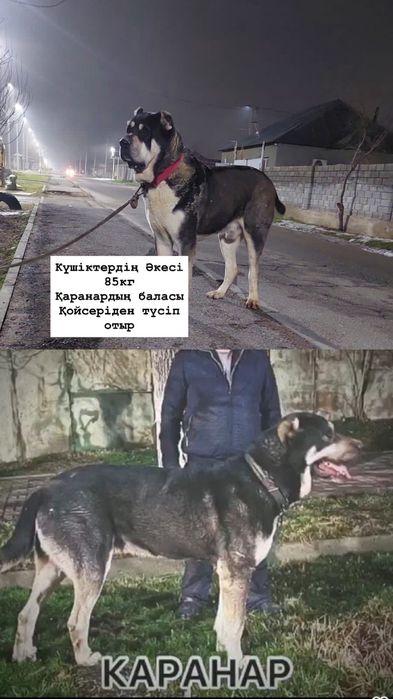 Көрші көршісін ұрып жіберді.