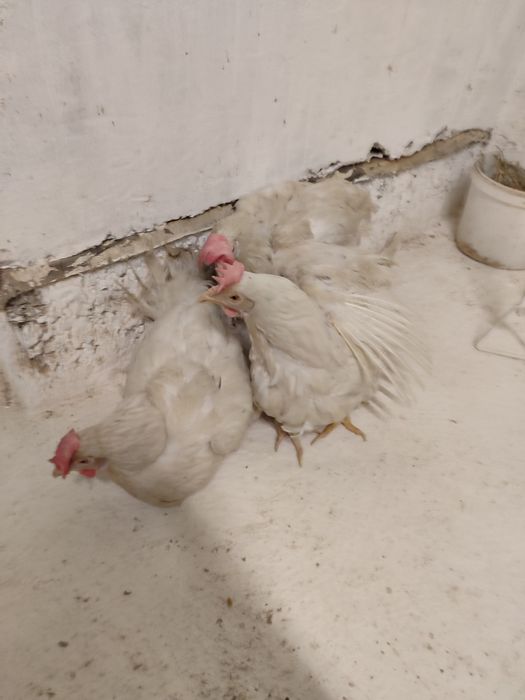 Кросс супер ник белая         .