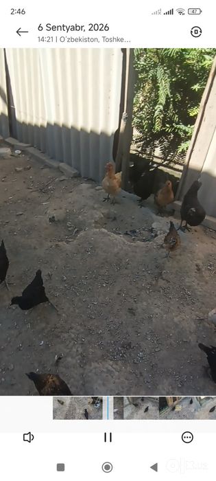 Tovuq sotiladi arzon narxda