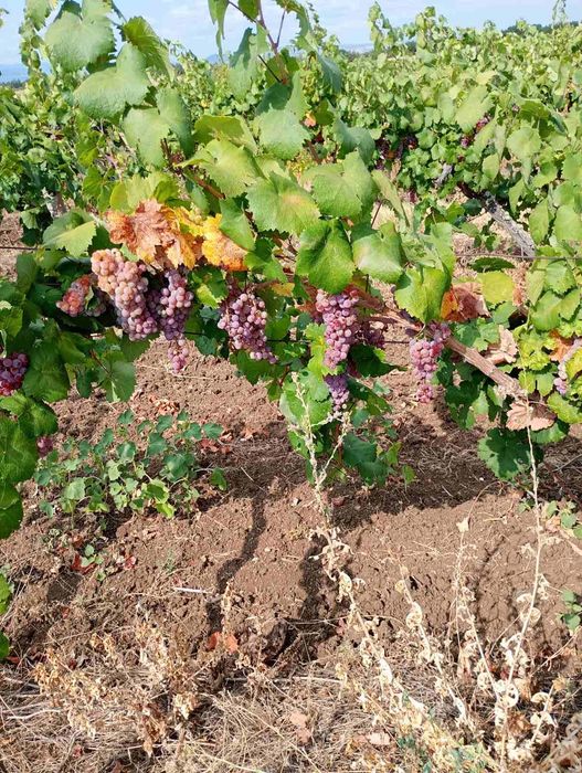 Лозя/Продавам Грозде/Димят, Мерло и червен мискет