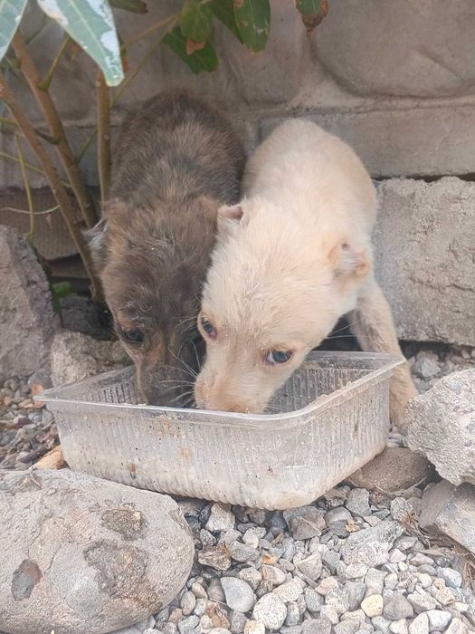 Щенки-метисы в добрые руки. Бесплатно