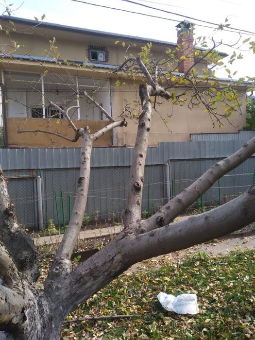 Обрезка деревьев