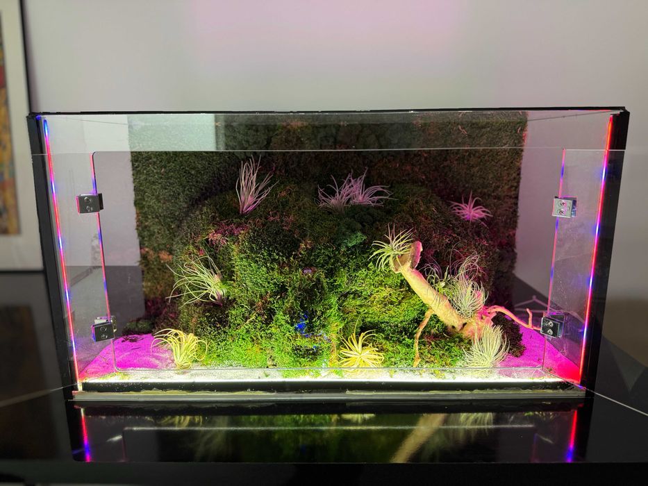 Terariu cu plante aeriene, mușchi si licheni stabilizați LED