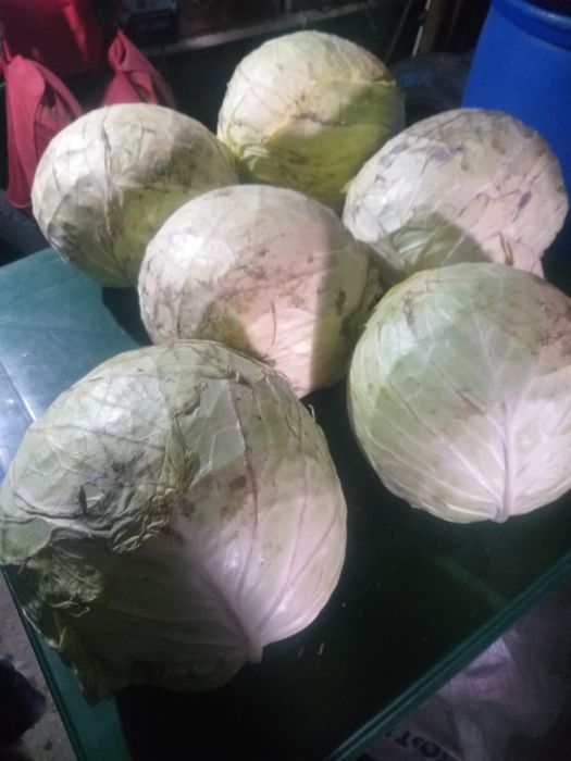 Капуста домашняя