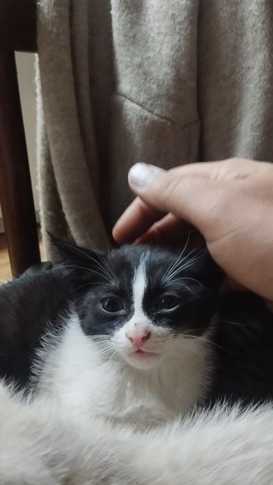 Котик маскарадный мальчик 2.5 месяца