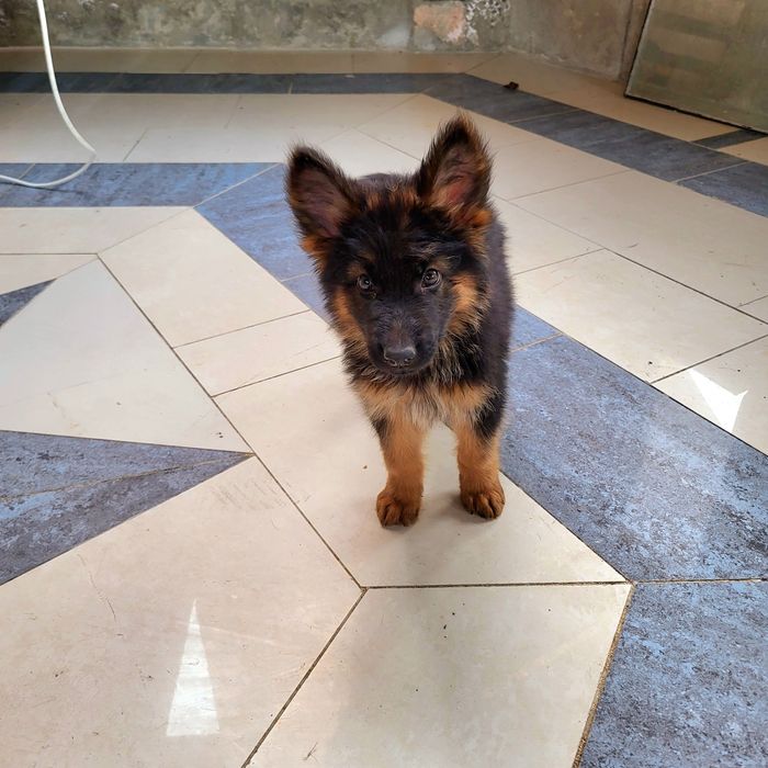 Щенки Немецкой Овчарки