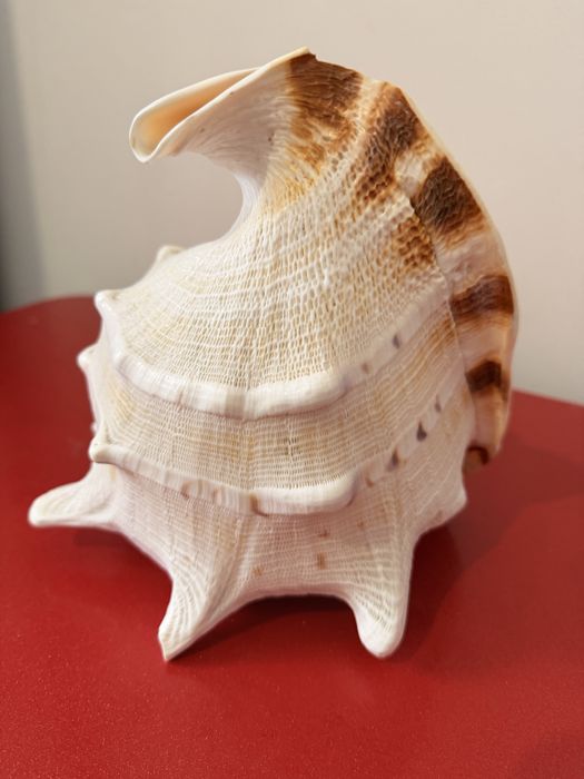 Продам ракушку. Каскелен