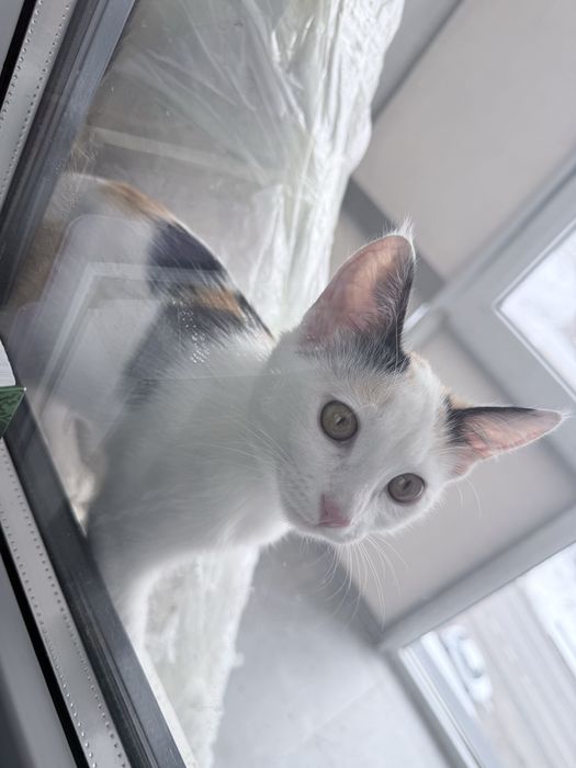 Отдам даром кошку