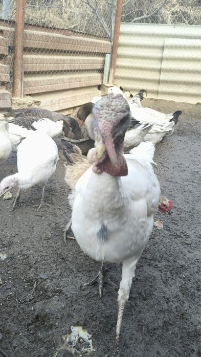 Продам индюков в Бостандыкском районе.