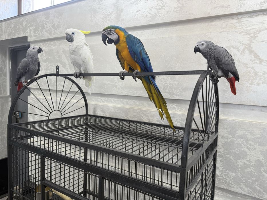 Продажа ручных попугаев Qo‘lga o‘rgatilgan to‘tiqushlar sotiladi