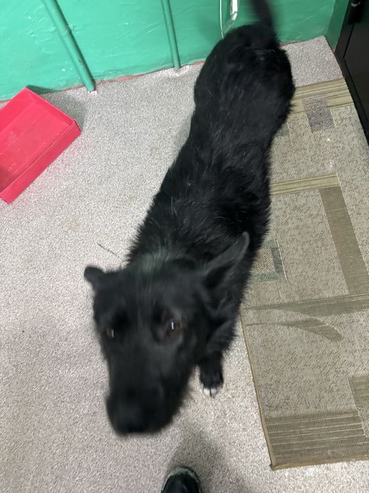 Собака прибилась