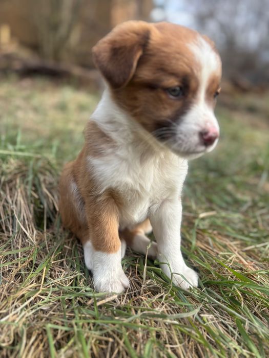 3 кученца търсят своя дом