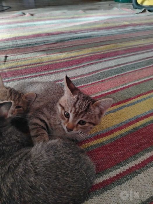 Котенок мушукча кошка Термиз